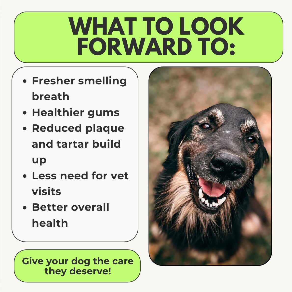 Advanced Dog Dental Powder