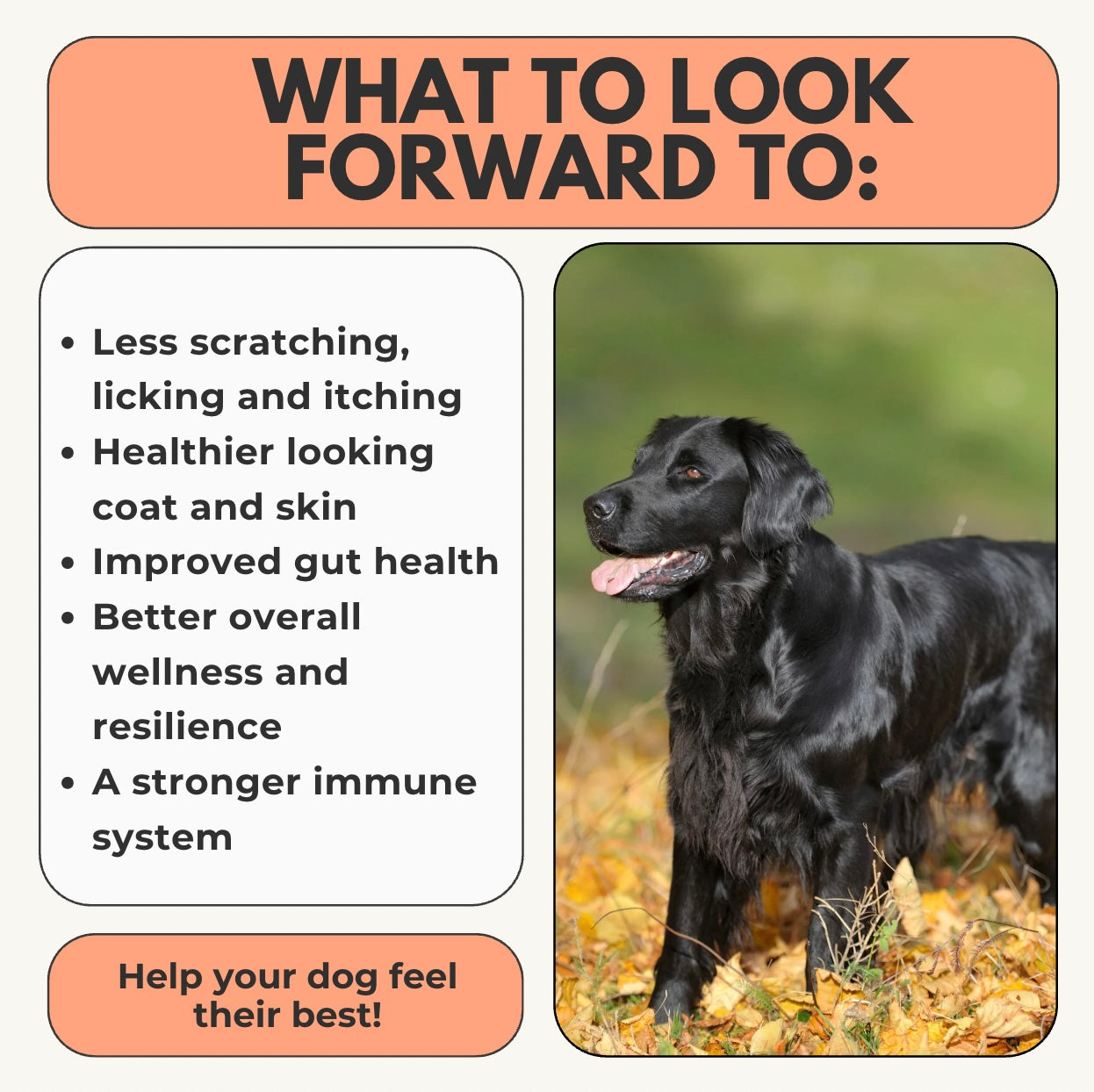 Allergy & Immune Chew